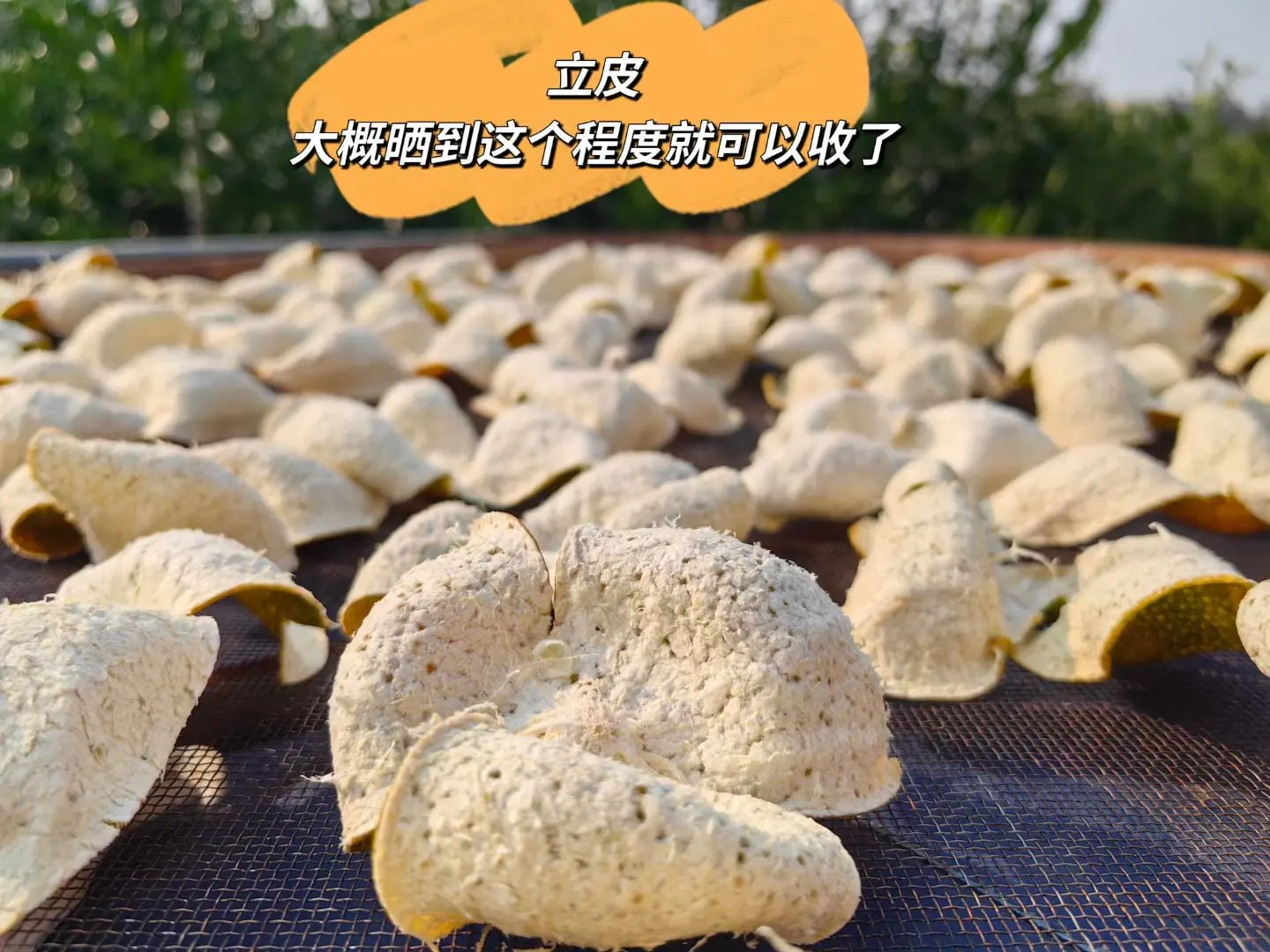 立皮